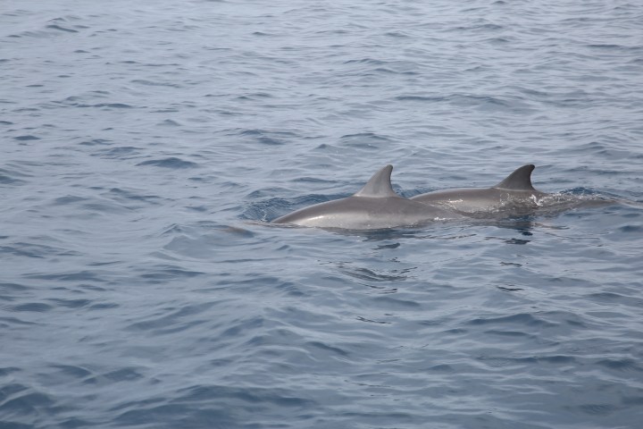 Two dolphins swimming side by side in the ocean.