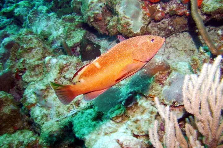 A fish swimming through the reef