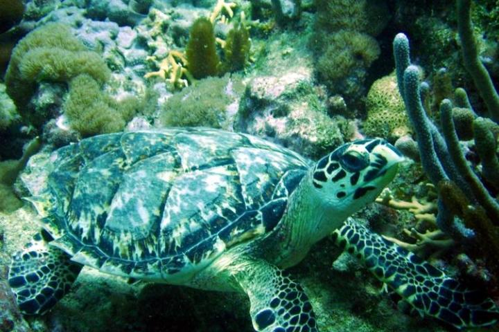 A turtle relaxing in the coral reef