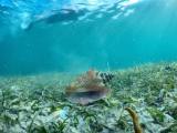 A conch laying on the ocean floor