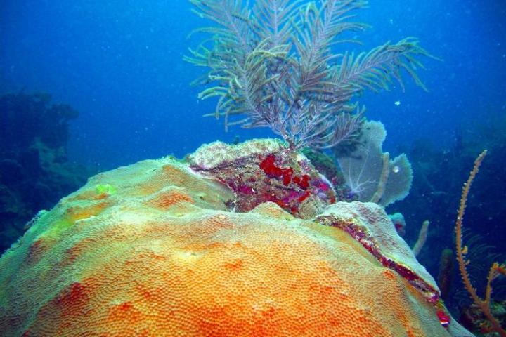 More coral underwater in La Parguera