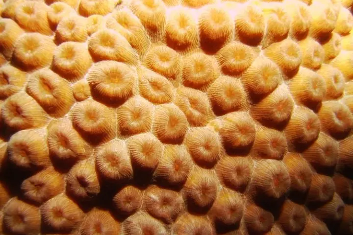 The reef in La Parguera