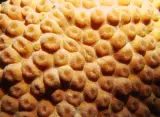 The reef in La Parguera