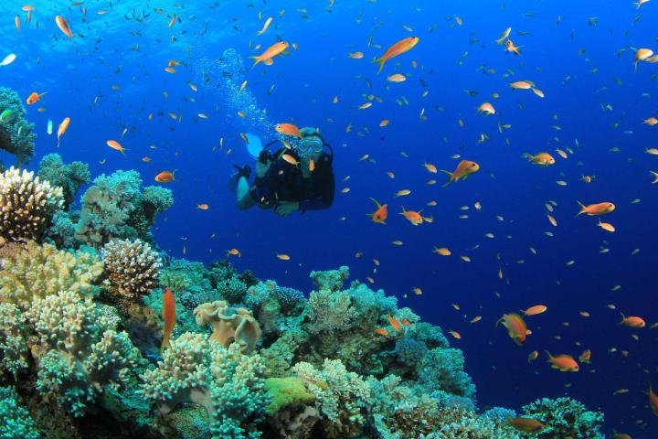 A diver swimming through a group of fish