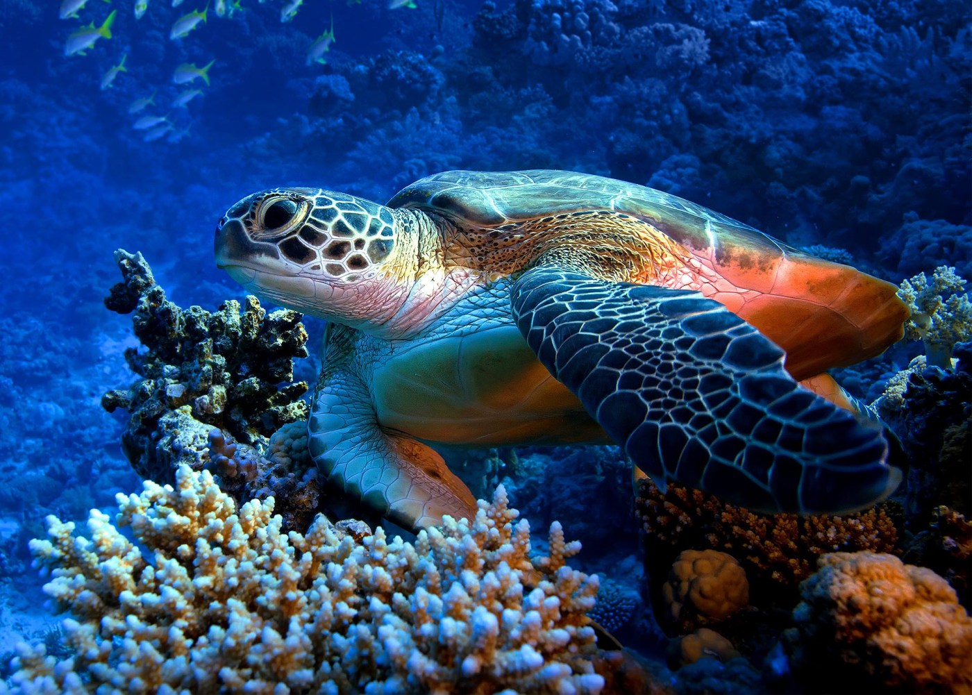 www.paradisescubasnorkelingpr.com