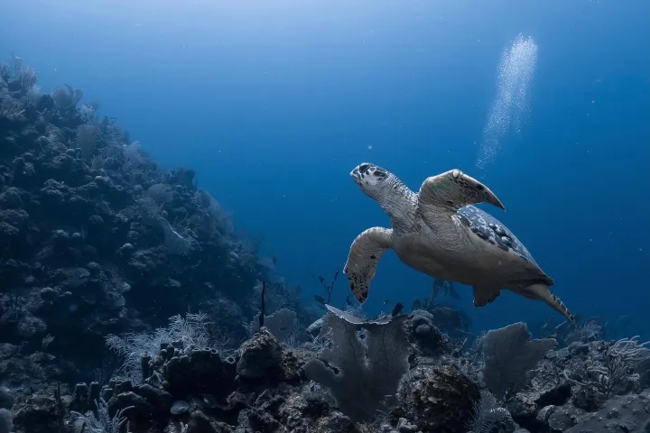 a turtle swimming under water
