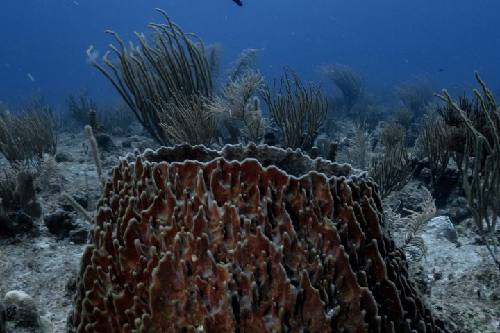a plane flying in the air