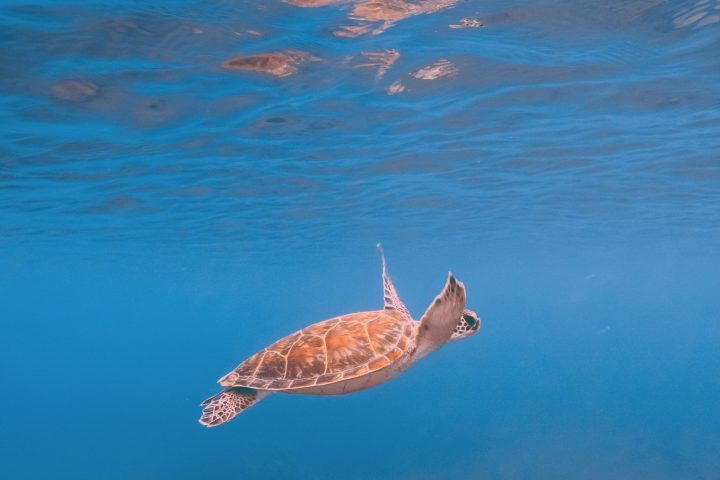 an animal swimming in the water