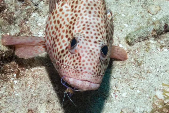 a close up of a fish