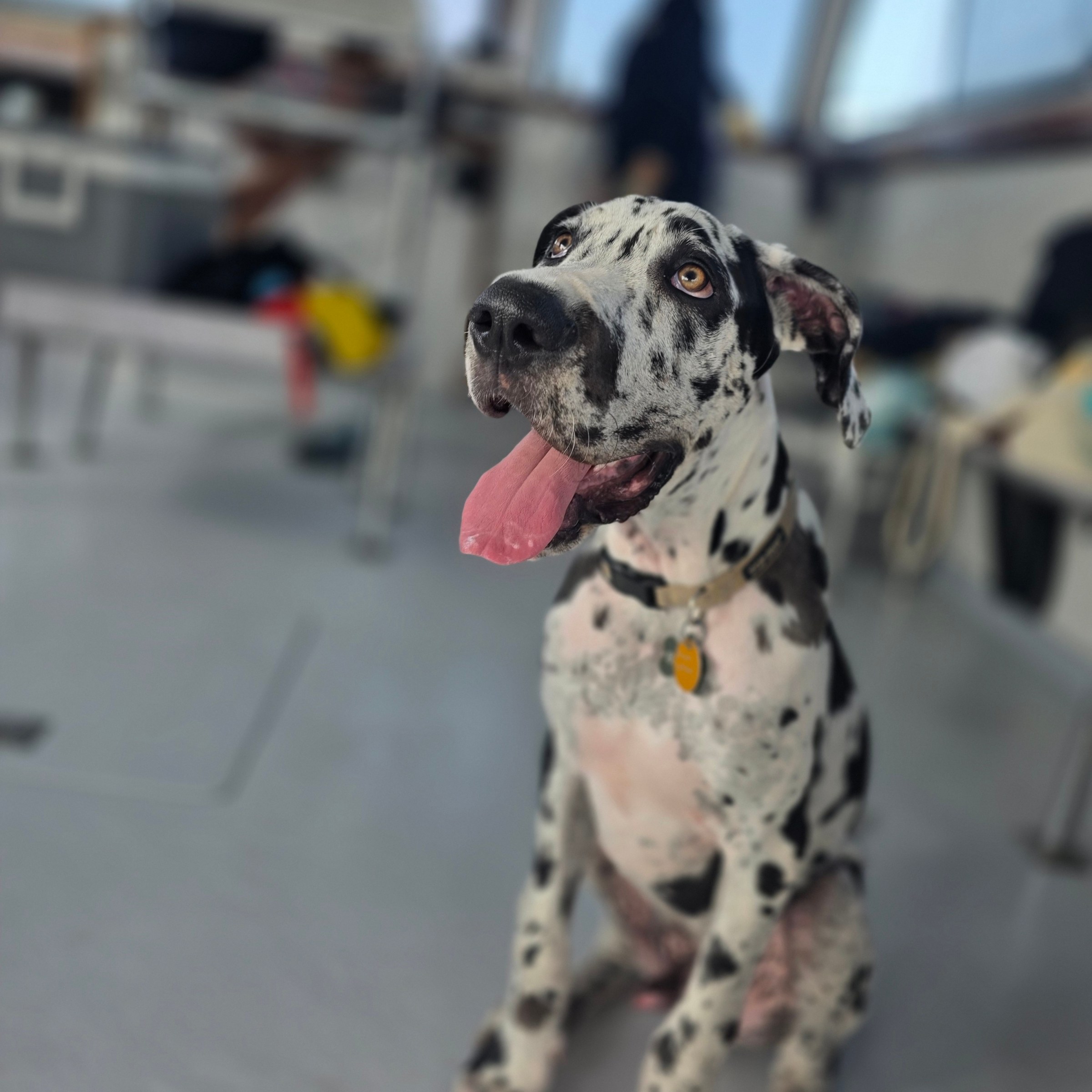 Dalmatian dog sitting inside a boat with tongue out.