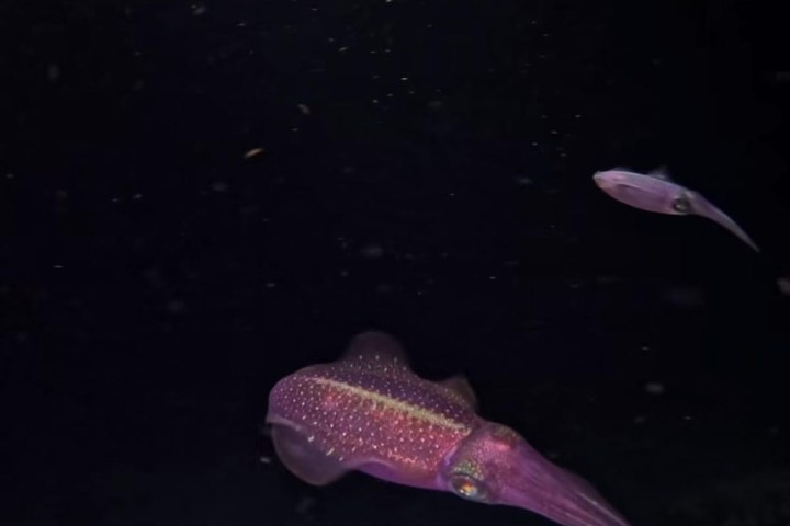 Two purple squids swim in dark ocean water.